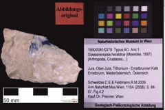 Foto (Objekt + Etiketten) von Glaessneropsis heraldica (Moericke, 1897) (NHMW-GEO-1990-0041-0278)